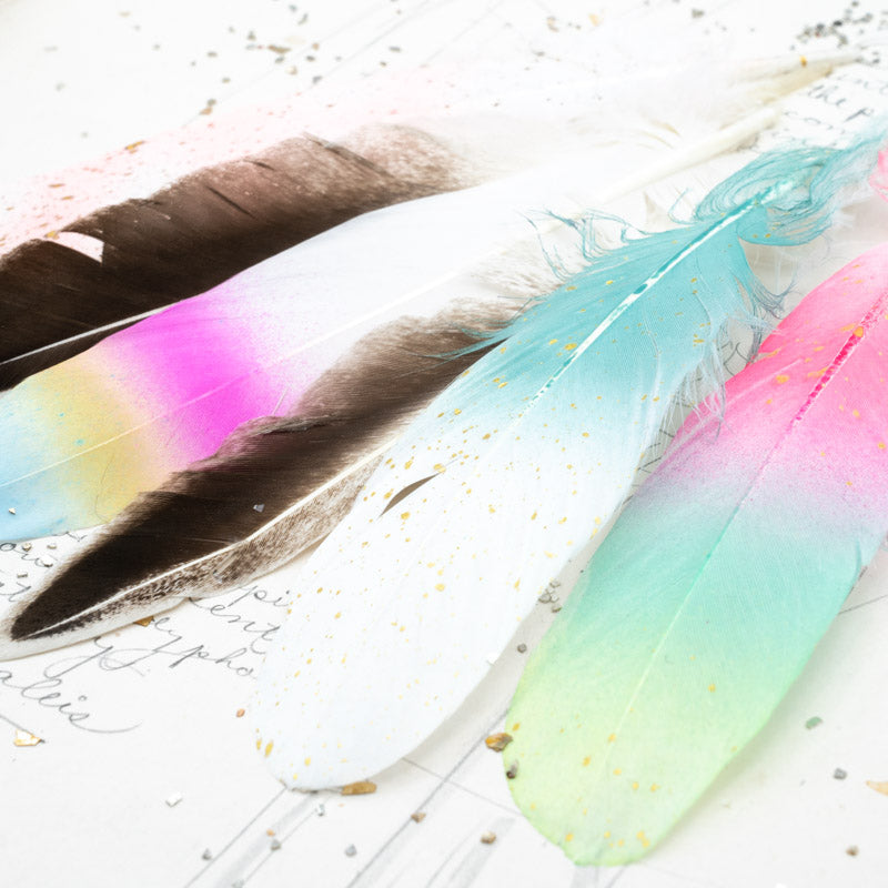 Pack of Colorful Feathers